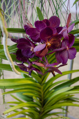 purple red flowers in the botanic garden in Prague on the orchid exhibition