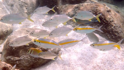 Yellow-stripe scad, Yellow-stripe trevally on coral reef habitat, underwater in Thailand. Deep ocean wildlife. Commercial fish