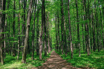 Obraz premium Beautiful summer landscape – footpath in a forest, green grass and trees. 