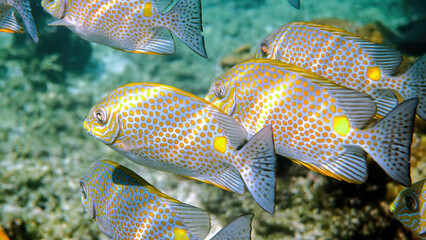 Underwater video of golden rabbitfish or Siganus guttatus school in coral reef of Thailand. Snorkeling or dive activities. Underwater reef. Sea and ocean deep wildlife. Undersea nature