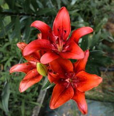 Lys Back Out (jardin du ruisseau de l'église 2022)  © Frederic.M