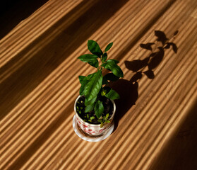 PLANTS INSIDE THE HOME