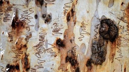 Beetle marks on bark