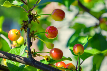 Red cherries on a branch.