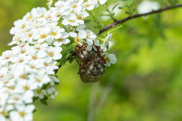 Two cockchafers mating in the natural environment. Male and female insect melolontha on branch of flowering spiraea bush. Macro maybug