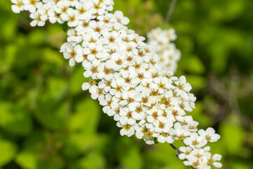 Close-up branch flowers spiraea in the garden. Blooming of white  plants chamaedryfolia or...