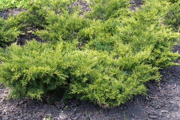 Green branches growing juniper horizontal. Juniperus horizontalis from family cypress. Evergreen...