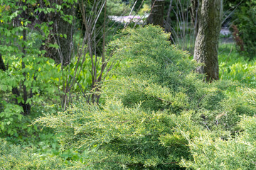 Green branches growing juniper horizontal. Juniperus horizontalis from family cypress. Evergreen...