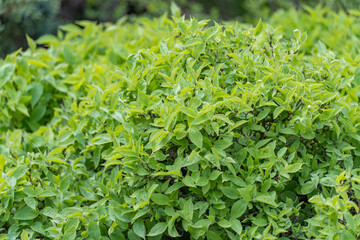 Close-up large bush with green leaves. Natural plant borders in landscape design. Bright juicy branches grow in springtime. Planted in home garden on warm sunny day. Wallpapers in green colors.