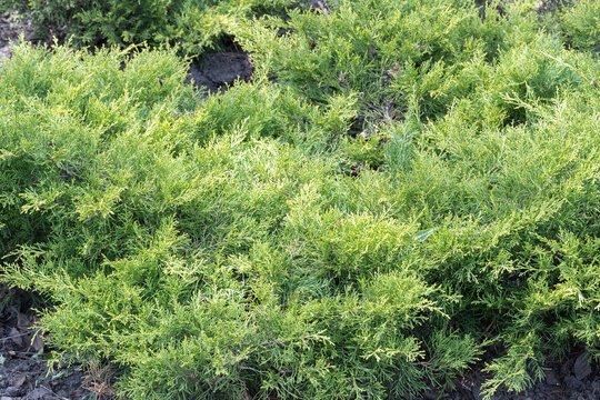 Green branches growing juniper horizontal. Juniperus horizontalis from family cypress. Evergreen coniferous plant for garden art design landscape. Photo wallpapers in green colors.
