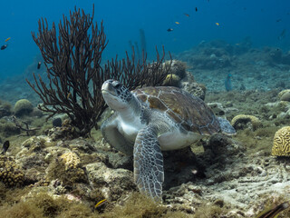 Naklejka na ściany i meble Seascape with Green Sea Turtle in the Caribbean Sea around Curacao