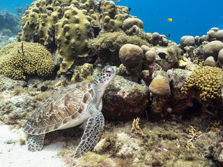 Seascape with Green Sea Turtle in the Caribbean Sea around Curacao