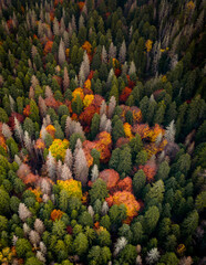 Colorful trees in the autumn forest. Drone view
