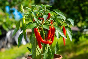Rolgordijnen Chilipepers (ook chili, chilipeper, chilipeper of chili, Latijn: Capsicum annuum) in de groene tuin. Rode kleur paprika. Close-up foto. © Martin