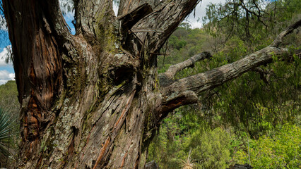 tree trunk in the forest