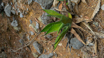 Maguey growing on the mountain