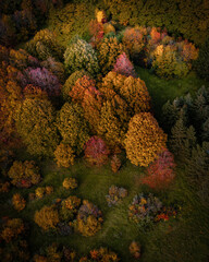 Trees of the autumn forest in multi-colored colors. Drone view