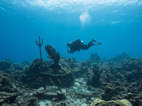 Seascape with Scuba Diver in the coral reef of Caribbean Sea, Curacao