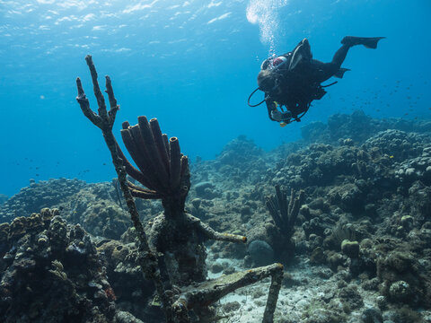 Seascape with Scuba Diver in the coral reef of Caribbean Sea, Curacao