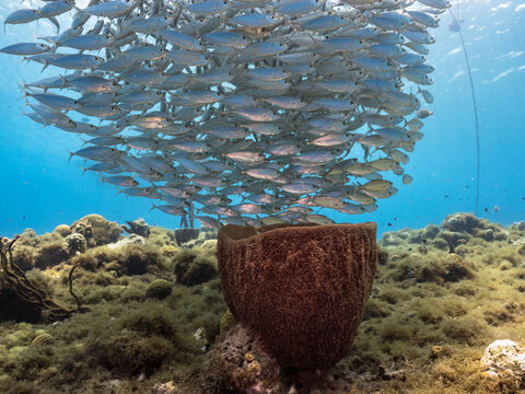 Seascape with Bait Ball, School of Fish, Mackerel fish and sponge in the coral reef of the Caribbean Sea, Curacao