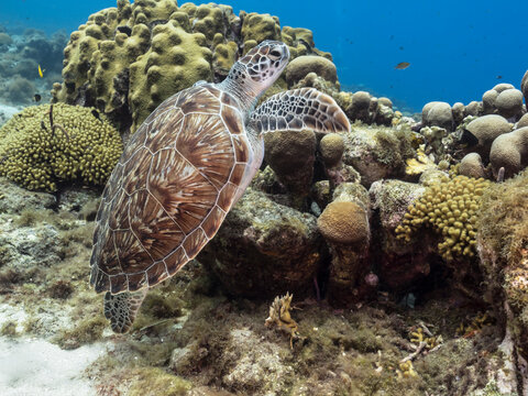 Seascape with Green Sea Turtle in the Caribbean Sea around Curacao