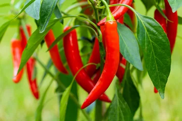 Foto auf Acrylglas Scharfe Chili-pfeffer Chili peppers (also chile, chile pepper, chilli pepper, or chilli, Latin: Capsicum annuum) in the green garden. Red color peppers. Close up photo.