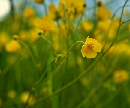 Battercup sharp (rununculus acris) perennial growing in wet meadows in Europe and Asia.