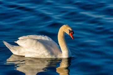 Mute Swan in the open water of Lake Ontario, Canada