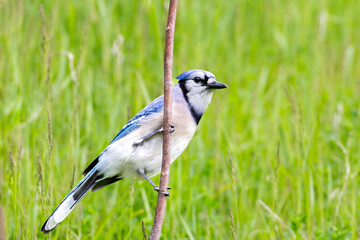 A blue jay perched on a branch of a tree