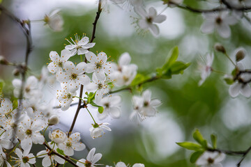 White spring flowers on the cherry tree, in the garden. Cerasus blossoms. Delicate natural clous-up focus background.