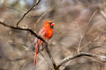 A male Northern Red Cardinal perched on a branch of a tree