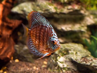 Floating Symphysodon discus in tank. Freshwater aquarium fish with shiny scales.