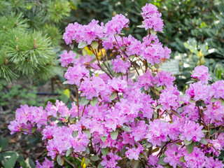 Obraz premium Bright pink Rhododendron in garden. Spring background with thickly blossoming shrub.