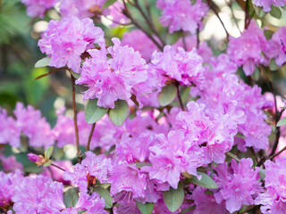 Bright pink Rhododendron in garden. Spring background with thickly blossoming shrub.