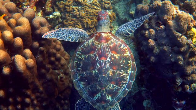 Hawksbill sea turtle swims under water on the background of coral reefs. Scuba dive on wildlife. Underwater marine life tropical turtle in wild nature.
