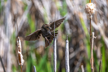 Female Red-winged Blackbird (Agelaius phoeniceus)