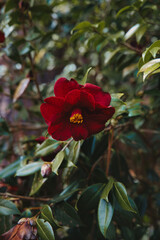 red Camellia sasanqua flower and green leaves