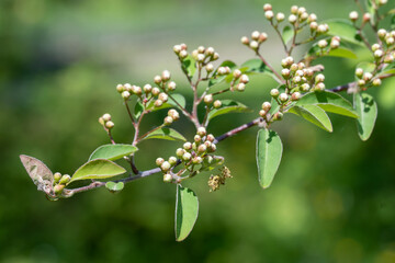 Close-up of twig with white buds and small green leaves. Young nature waking spring time with tree branch. Beauty in nature. Bokeh effect blurred background.