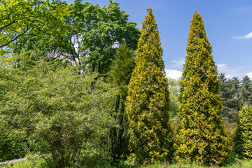 Fototapeta premium Group of green tree cypress pyramidal growing in the park. Evergreen coniferous plant for garden art design landscape. Photo wallpapers in green colors.
