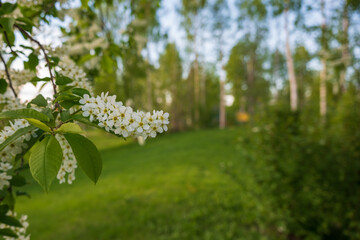 Flowering hagberry.
