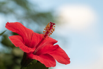 Hibiscus pistil. © Lars-Ove Jonsson