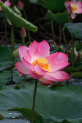 Close-up view of a fully bloomed sacred lotus flower in pond