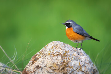 Robin. Green nature background. White-throated Robin. (Irania gutturalis)