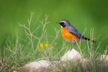 Robin. Green nature background. White-throated Robin. (Irania gutturalis)