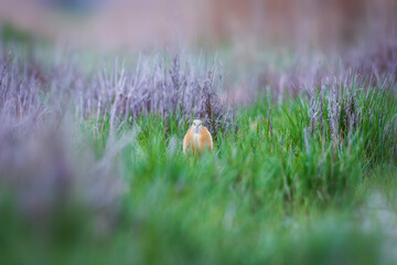Nature and birds. Squacco Heron ( Ardeola ralloides). Green nature background.