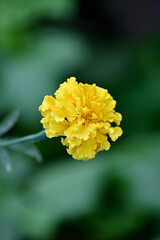 closeup the yellow marigold flower with leaves and plant in the garden soft focus natural green background .