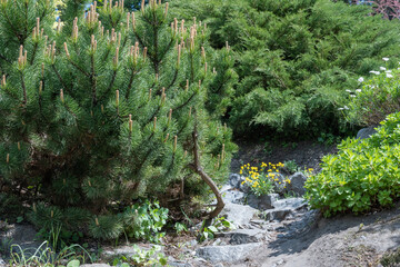 Application natural stone in landscape design. Stone path in garden with bushes trees flowers. Beautiful manicured green plants in gardening. View exterior scenery in public park. Example designers.