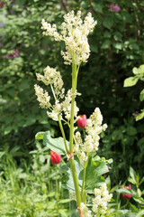 Flowering Chinese rhubarb (Rheum officinale) plant in garden - 508838206