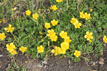 Flowering creeping buttercup (Ranunculus repens) plant with green leaves and yellow flowers in nature