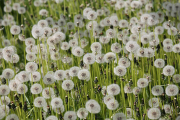 Field of dandelions with white seed heads and green grass